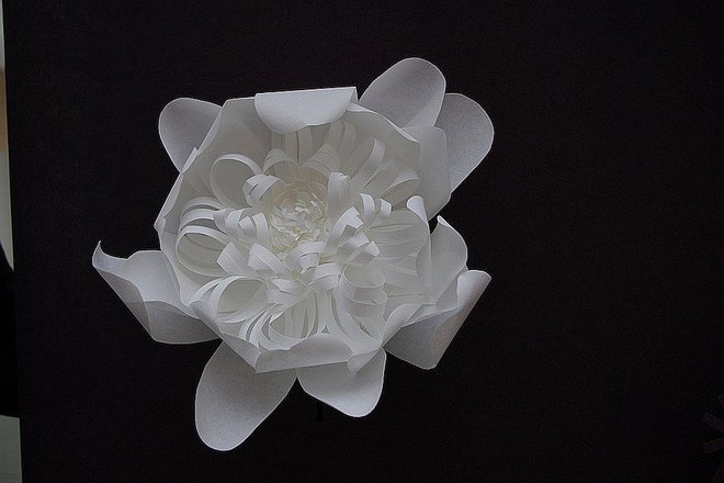 Large Paper Flowers 