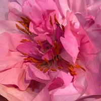 Decorative flowers and plants made of paper to order 